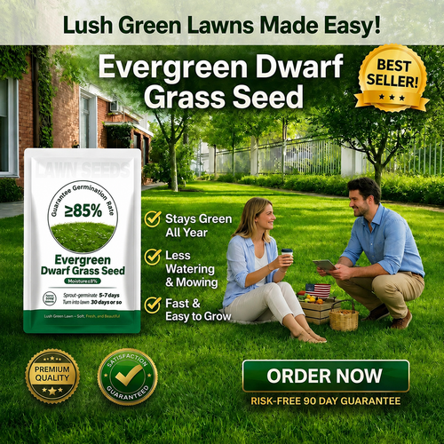 2026 Evergreen Dwarf Grass Seed for Four Seasons| Durable, Vibrant Green All Year (No Mowing Required)